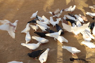 High angle view of pigeons