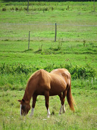 Horse grazing in a field