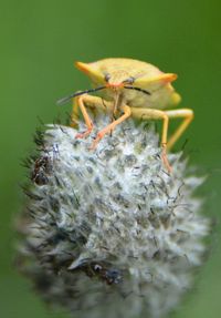 Close-up of insect on flower