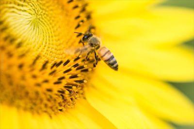 Close-up of bee pollinating on yellow flower