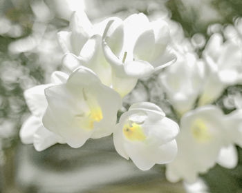 Close-up of white rose flower