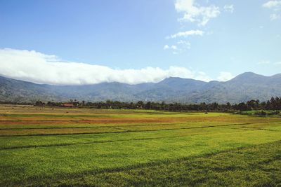 Scenic view of field against sky