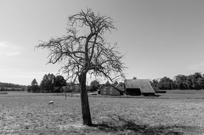 tree