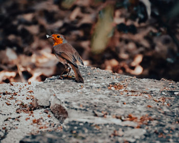 Close-up of bird perching on rock