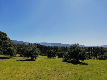 Trees on field against clear sky