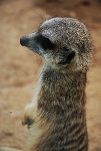 High angle view of meerkat