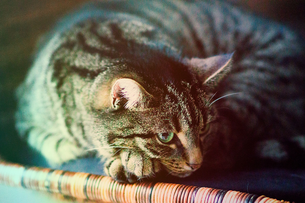 CLOSE-UP PORTRAIT OF CAT LYING ON FLOOR