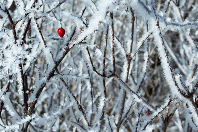 Red berries on snow covered tree