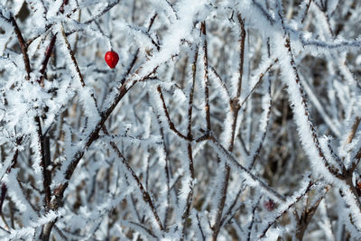 Red berries on snow covered tree