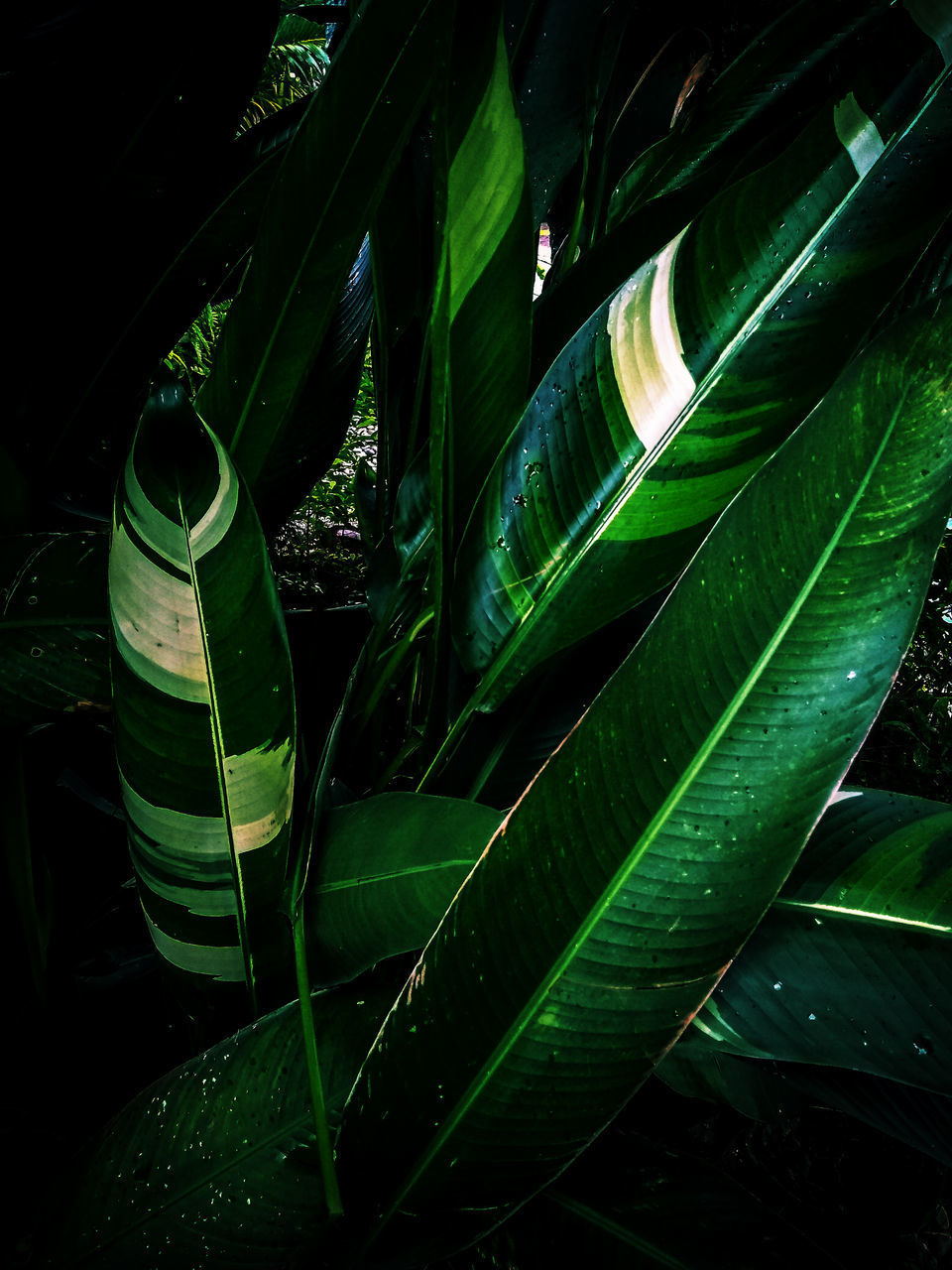 CLOSE-UP OF FRESH GREEN LEAVES ON PLANT