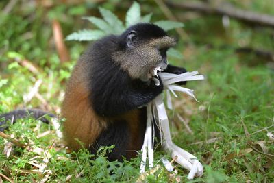 Monkey sitting on a field