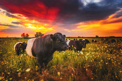 Cows on field during sunset