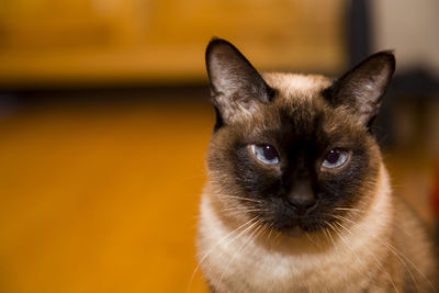 Close-up portrait of cat