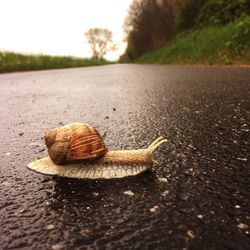 Close-up of snail on road