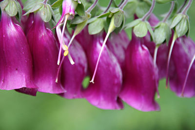 Close-up of purple flowers hanging on plant