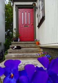 Pink flowers in front of house