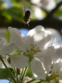 Close-up of insect on white flowering plant