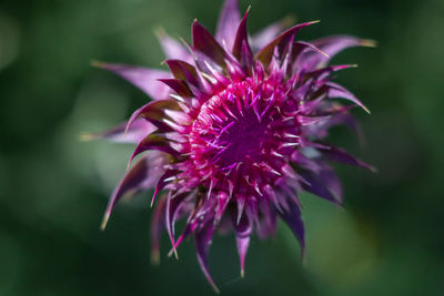 Macro picture of cardus marianus or silybum marianum,growing on the feild with sunshine day.medical 