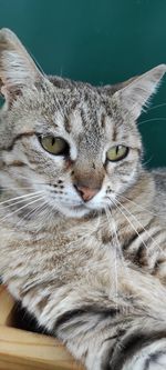 Close-up portrait of a cat