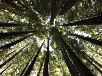 Low angle view of trees in forest