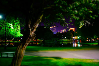 Trees in park at night