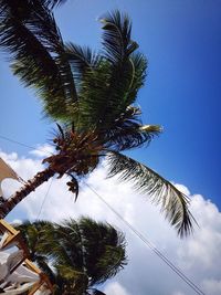 Low angle view of palm trees against blue sky