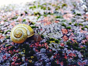 Close-up of snail