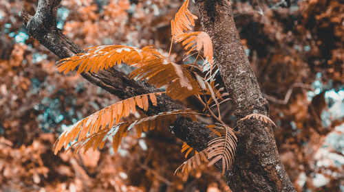 Close-up of a bird flying over tree