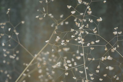 Close-up of spider web on plant