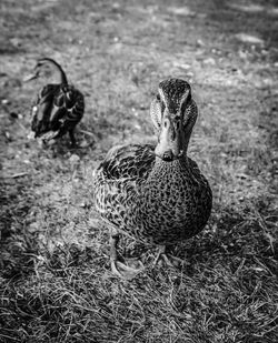 Close-up of bird on field