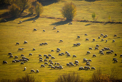 Flock of sheep on field