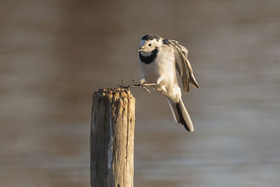 Close-up of bird perching on wooden post