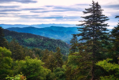 Scenic view of pine trees against sky