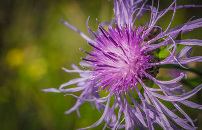 Close-up of purple flowering plant