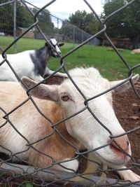 Portrait of goat sitting behind chainlink fence on field