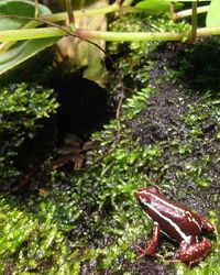 Moss growing on tree trunk