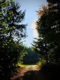 Trees growing in forest against sky