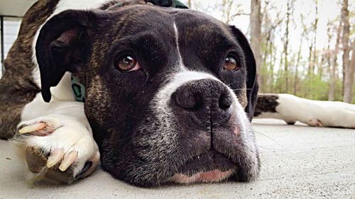 Close-up portrait of dog lying down