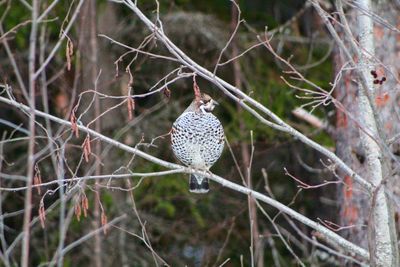 Close-up of bird perching on branch