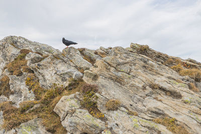 Low angle view of bird perching on rock