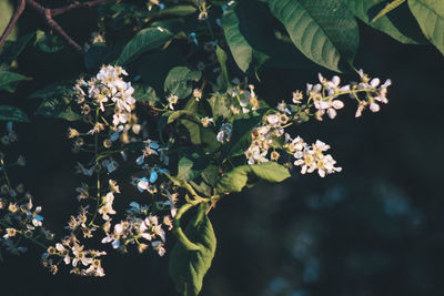 Close-up of flowering plant