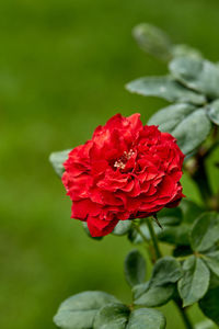 Close-up of red rose