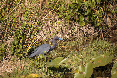 High angle view of gray heron perching on grass