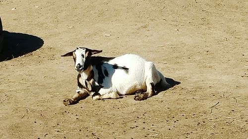 View of dog on the street