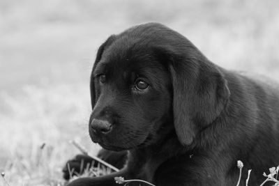 Black and white portrait of an 8 week old black labrador puppy relaxing on the grass