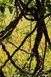 Low angle view of tree