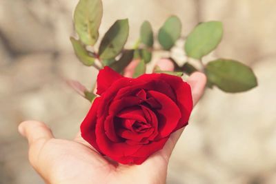 Close-up of hand holding red rose