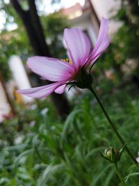 Close-up of pink flower