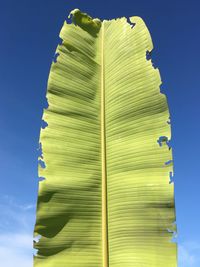 Low angle view of yellow leaves against sky