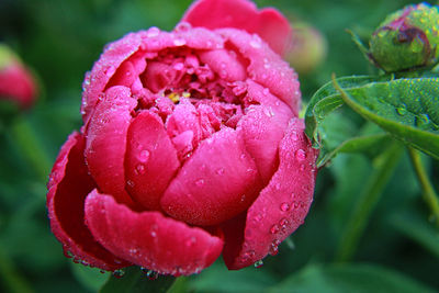 Close-up of wet rose flower